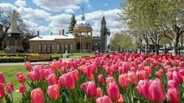 Tulips - Capstone Collections